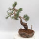 Vonkajšie bonsai - Pinus parviflora - borovica drobnokvetá - 3/4