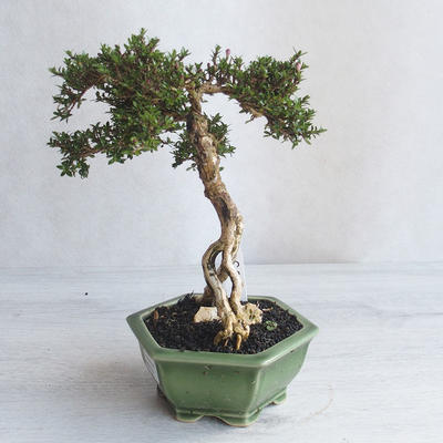 Izvová bonsai - Serissa japonica - malolistá - 3