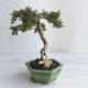 Izvová bonsai - Serissa japonica - malolistá - 3/6