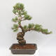 Vonkajšie bonsai - Pinus parviflora - borovica drobnokvetá - 3/5
