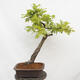Vonkajší bonsai Quercus Cerris - Dub Cer - 3/5