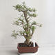 Izbová bonsai - Fraxinus uhdeii - izbový Jaseň - 3/6