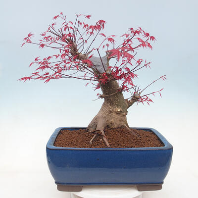 Vonkajší bonsai - Javor palmatum DESHOJO - Javor dlanitolistý - 3