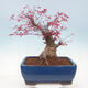 Vonkajší bonsai - Javor palmatum DESHOJO - Javor dlanitolistý - 3/6