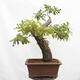 Vonkajší bonsai Quercus Cerris - Dub Cer - 3/6