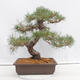 Vonkajšie bonsai - Pinus thunbergii - Borovica thunbergova - 3/5