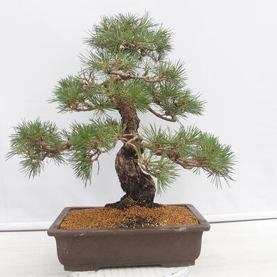 Vonkajšie bonsai - Pinus thunbergii - Borovica thunbergova - 3