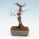 Vonkajšie bonsai - Javor palmatum DESHOJO - Javor dlaňolistý - 3/6