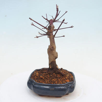 Vonkajšie bonsai - Javor palmatum DESHOJO - Javor dlaňolistý - 3