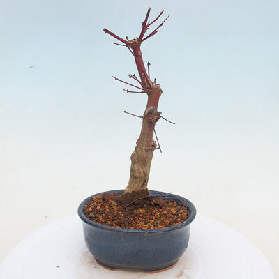 Vonkajšie bonsai - Javor palmatum DESHOJO - Javor dlaňolistý - 3