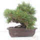 Vonkajšie bonsai - Pinus thunbergii - Borovica thunbergova - 3/4