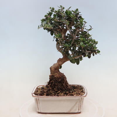 Izbová bonsai - Olea europaea sylvestris -Oliva európska drobnolistá - 3