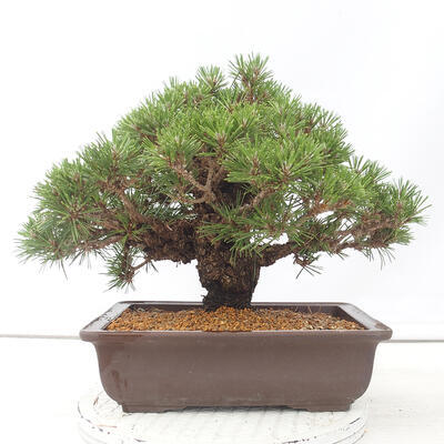 Vonkajšie bonsai - Pinus thunbergii - Borovica thunbergova - 3