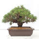 Vonkajšie bonsai - Pinus thunbergii - Borovica thunbergova - 3/4