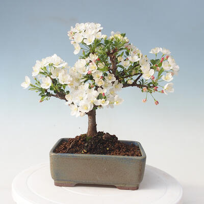 Vonkajšie bonsai - Malus sargentii - Maloplodé jabloň - 3