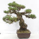 Vonkajšie bonsai - Pinus thunbergii - Borovica thunbergova - 3/6