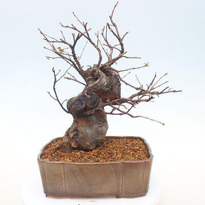 Vonkajšie bonsai - Pseudocydonia sinensis - Dula čínska - 3