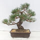 Vonkajšie bonsai - Pinus thunbergii - Borovica thunbergova - 3/5