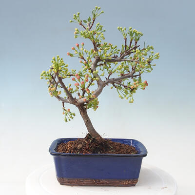 Vonkajšie bonsai - Malus sargentii - Maloplodé jabloň - 3