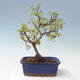 Vonkajšie bonsai - Malus sargentii - Maloplodé jabloň - 3/6