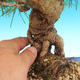 Pinus thunbergii - borovica thunbergova - 3/3