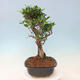Izbová bonsai - Ficus kimmen - malolistý fikus - 3/5
