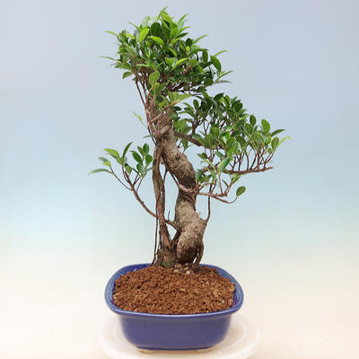 Izbová bonsai - Ficus kimmen - malolistý fikus - 3