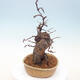 Vonkajšie bonsai - Pseudocydonia sinensis - Dula čínska - 3/7