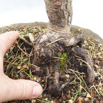 Vonkajší bonsai -Borovice lesná - Pinus sylvestris - 3