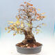 Vonkajší bonsai -Carpinus Coreana - Hrab kórejský - 3/5