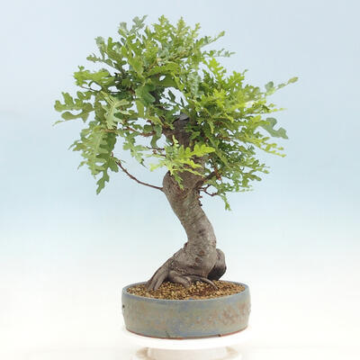 Vonkajší bonsai Quercus Cerris - Dub Cer - 3
