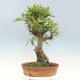 Vonkajší bonsai Quercus Cerris - Dub Cer - 3/4
