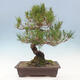 Vonkajší bonsai - Pinus thunbergii - Borovica thunbergova - 3/5