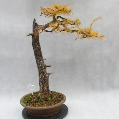 Vonkajší bonsai -Modřín opadavý- Larix decidua - 3