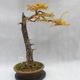 Vonkajší bonsai -Modřín opadavý- Larix decidua - 3/7
