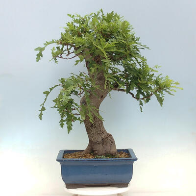 Vonkajší bonsai Quercus Cerris - Dub Cer - 3