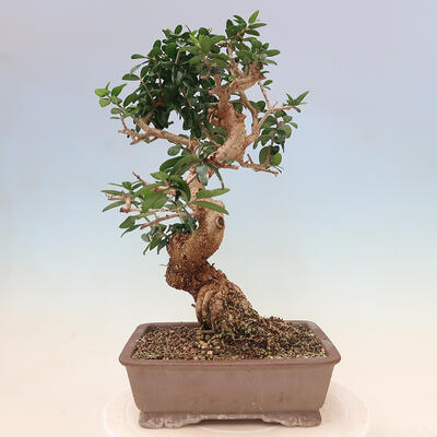 Izbová bonsai - Olea europaea sylvestris -Oliva evropská drobnolistá - 3