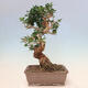 Izbová bonsai - Olea europaea sylvestris -Oliva evropská drobnolistá - 3/6