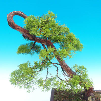 Vonkajšie bonsai - Juniperus chinensis -Jalovec čínsky - 3