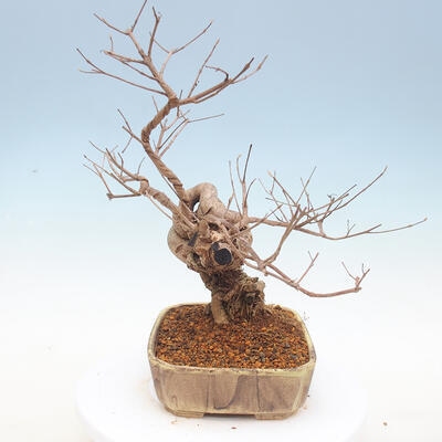 Vonkajšie bonsai - krásnoplodka Callicarpa - 3
