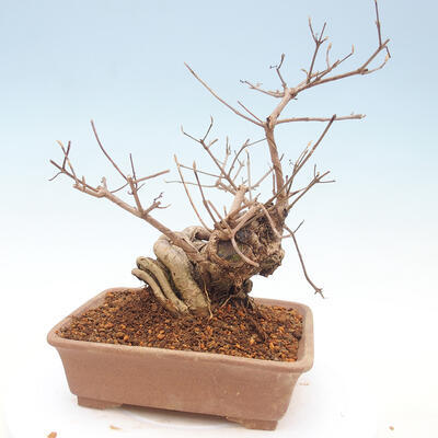 Vonkajšie bonsai - krásnoplodka Callicarpa - 3