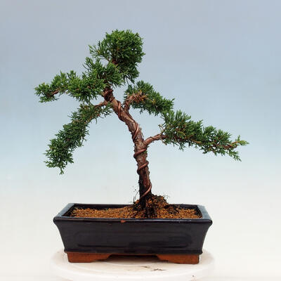 Vonkajší bonsai - Juniperus chinensis Kishu-Jalovec čínsky - 3