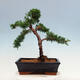 Vonkajší bonsai - Juniperus chinensis Kishu-Jalovec čínsky - 3/4