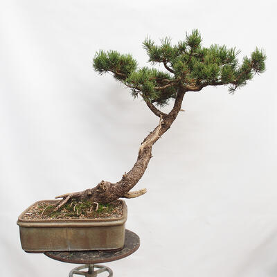 Vonkajší bonsai -Borovice blatka - Pinus uncinata - 3