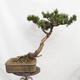 Vonkajší bonsai -Borovice blatka - Pinus uncinata - 3/5