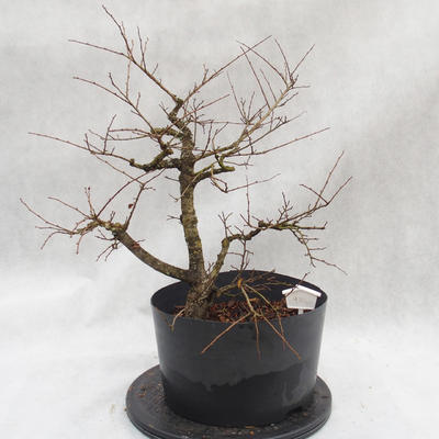 Vonkajší bonsai -jilm malo - lišty - Ulmus parviflora - 3
