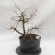 Vonkajší bonsai -jilm malo - lišty - Ulmus parviflora - 3/4