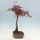 Vonkajší bonsai - Acer palmatum Atropurpureum - Javor dlanitolistý červený - 3/4