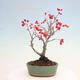 Vonkajší bonsai - Pourthiaea villosa - Blýskalka chlpatá - 3/5