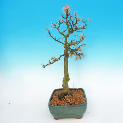Vonkajší bonsai -Modřín opadavý-Larix decidua - 3